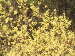 golden willow (Gearing Up For Spring)