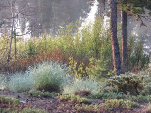 smoke light (Gearing Up For Spring)