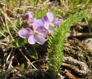 violets (Gearing Up For Spring)