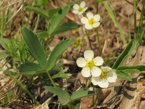 10 strawberries (Precipice Cattle Drive Again)