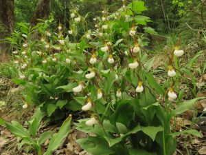 2 lady’s slippers (Bella Coola Spring)