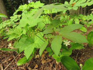 3 quenns cup and sasparilla (Bella Coola Spring)