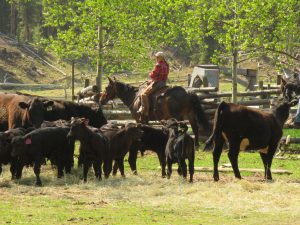 6 aileen (Precipice Cattle Drive Again)