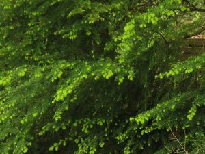 7 hemlock (Bella Coola Spring)