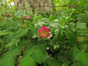 7 teeny wild roase (Bella Coola Spring)
