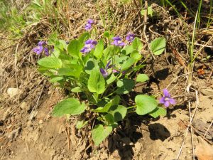 9 violets (Precipice Cattle Drive Again)