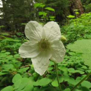 IMG_5142 (Bella Coola Spring)