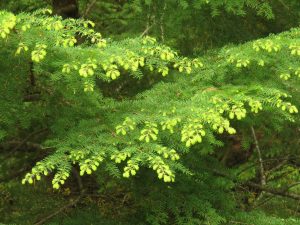 IMG_5162 (Bella Coola Spring)