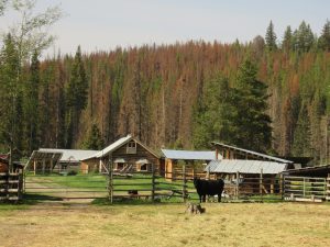 IMG_5350 (Precipice Cattle Drive Again)