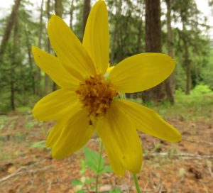 arnica and spider (Bella Coola Spring)