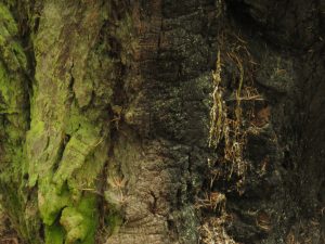 barkscape 2 (Bella Coola Spring)