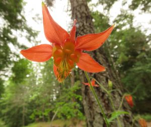 columbine (Bella Coola Spring)