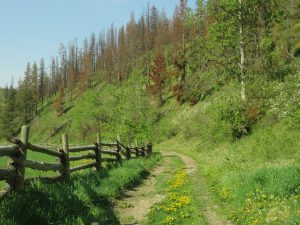 fireweed (Precipice Cattle Drive Again)