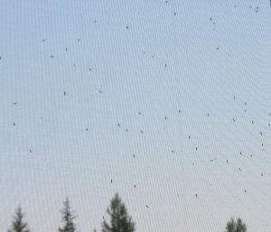 mosquitos (Precipice Cattle Drive Again)