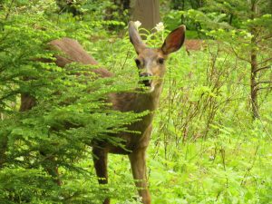 muledeer 1 (Bella Coola Spring)