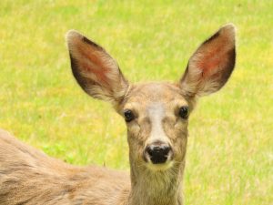 muledeer 3 (Bella Coola Spring)