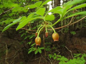 red huckleberry (Bella Coola Spring)