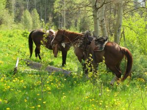 saddling up (Precipice Cattle Drive Again)