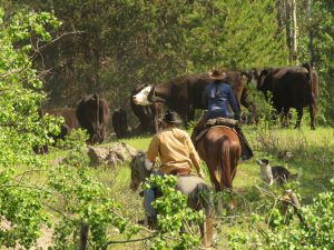 up the hill they go (Precipice Cattle Drive Again)
