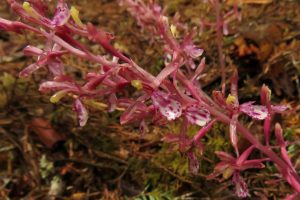 10 orchid close-up (Caitlin to the Ferry in Bella Coola)
