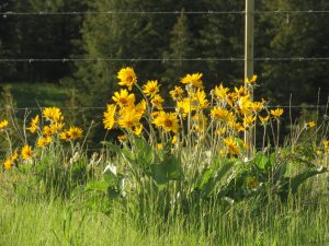 balsam root daisies (June (2019))