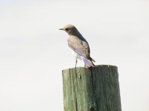 9 bluebird 1 (Tatla Lake Gymkhana)