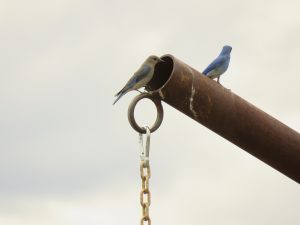 12 bluebird 2 (Tatla Lake Gymkhana)