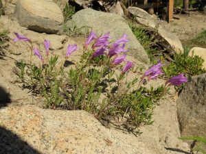 penstemon (June (2019))