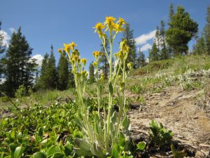 senecio sp (June (2019))