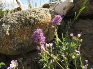 silky phacelia (June (2019))