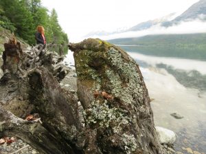 16 tree root (Tatlayoko Lake in the Fog)