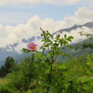 17 wild roase (Tatlayoko Lake in the Fog)