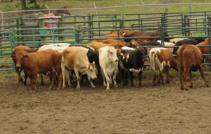 18 wild cow miling – cows (Anahim Lake Rodeo)