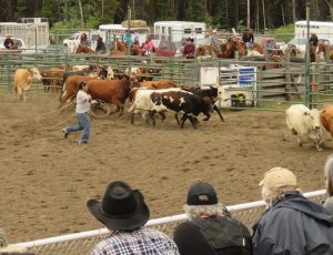 19 cow miling roping tries (Anahim Lake Rodeo)