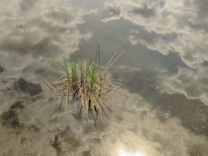 20 grass (Tatlayoko Lake in the Fog)