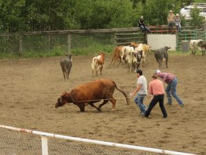 20a wcm roped (Anahim Lake Rodeo)