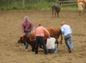 23 wcm success! (Anahim Lake Rodeo)