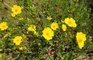 potentilla (Tatlayoko Lake in the Fog)