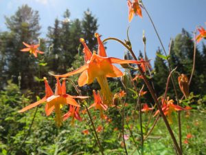columbine (Tatlayoko Lake in the Fog)