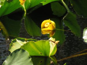 pond lily (Tatlayoko Lake in the Fog)