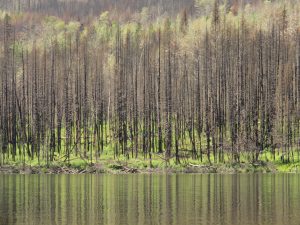 26 BSTL (Tatlayoko Lake in the Fog)