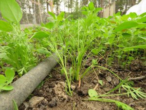 3 pineapple weed (June (2019))