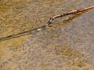 27 fish (Tatlayoko Lake in the Fog)