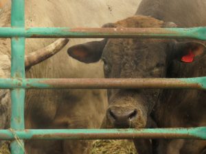 bullpen (Anahim Lake Rodeo)