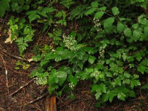 4 foam flower (Caitlin to the Ferry in Bella Coola)