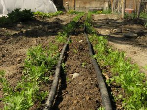 5 carrots (June (2019))