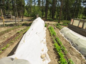 5a garden (June (2019))