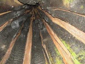 6 inside burned tree (Caitlin to the Ferry in Bella Coola)