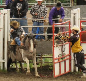 6a bareback (Anahim Lake Rodeo)