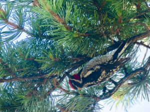 8 red naped sapsucker (June (2019))